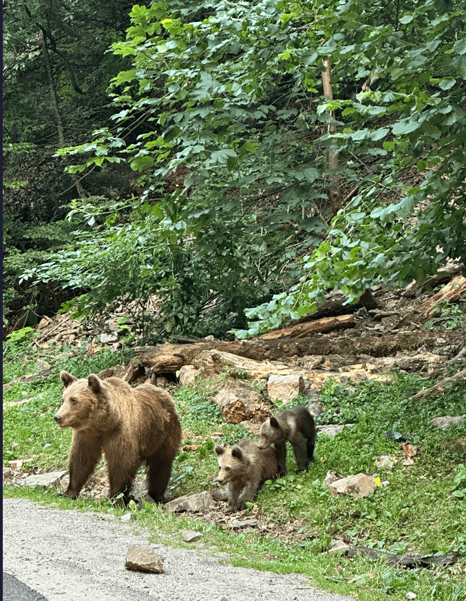 Romania: 5 Days of Art, History, and Relaxation in the Heart of the Carpathians backdrop 4